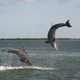 Dolphins engaging in sexual behavior.